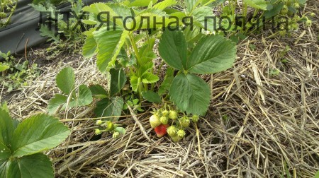 Первый год.